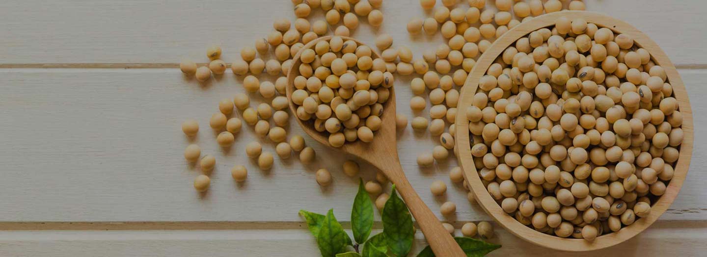 Soybean Banner